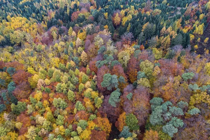 Framed Print : Autumn coloured mixed forest, aerial photo