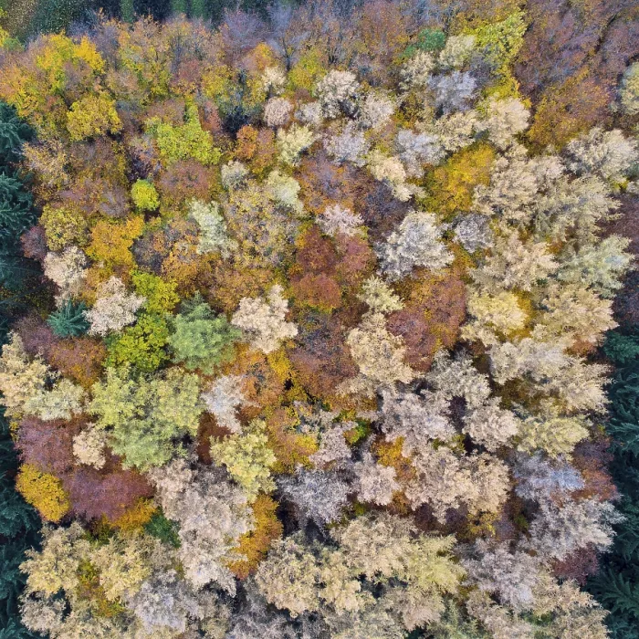 Framed Print : Autumn coloured mixed forest, aerial photo