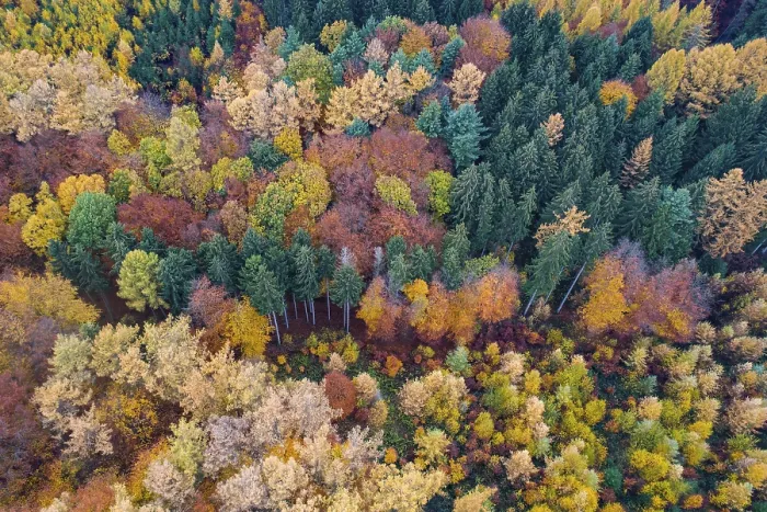 Framed Print : Autumn coloured mixed forest, aerial photo Framed Print : Autumn coloured mixed forest, aerial photo