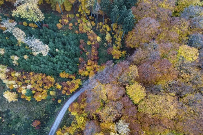 Framed Print : Autumn coloured mixed forest, aerial photo Framed Print : Autumn coloured mixed forest, aerial photo
