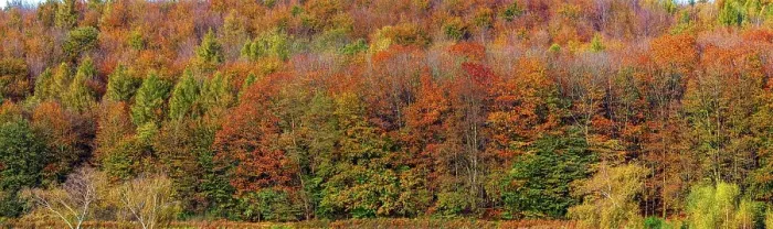 Framed Print : Autumn coloured trees, autumn forest in Lipperland Framed Print : Autumn coloured trees, autumn forest in Lipperland