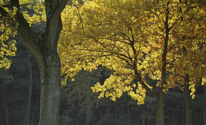 Framed Print : Autumn coloured trees in the sunlight Germany