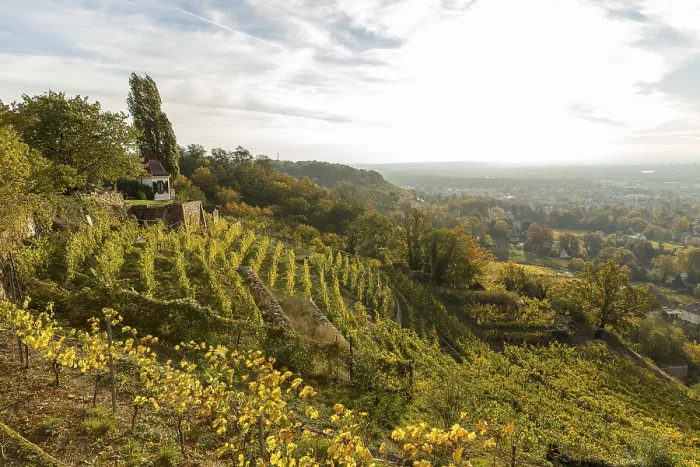 Framed Print : In the autumn-coloured vineyards of the Goldener Wagen steep slope with guardian's house