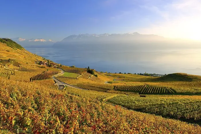 Framed Print : Autumn coloured vineyards on Lake Geneva