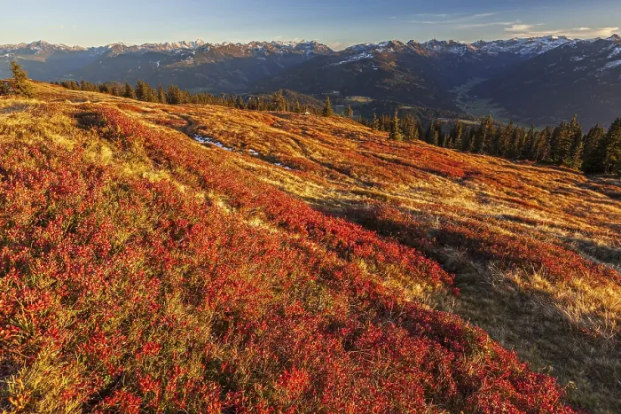 Framed Print : Autumn colouring of blueberry (Vaccinium) in front of mountains