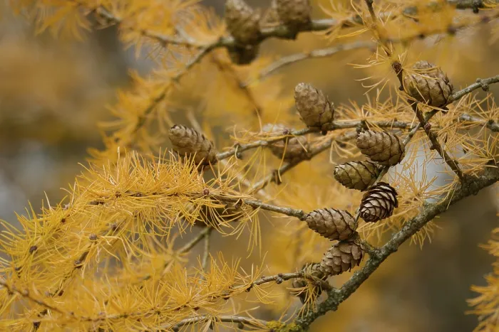 Framed Print : Autumn colouring of the larch (Larix)