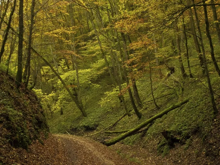 Framed Print : Autumn colours, forest, Bad Urach