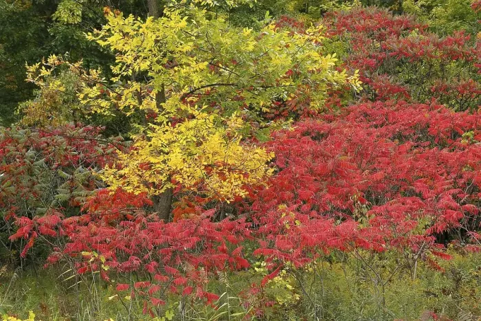 Framed Print : Autumn colours, Province of Quebec