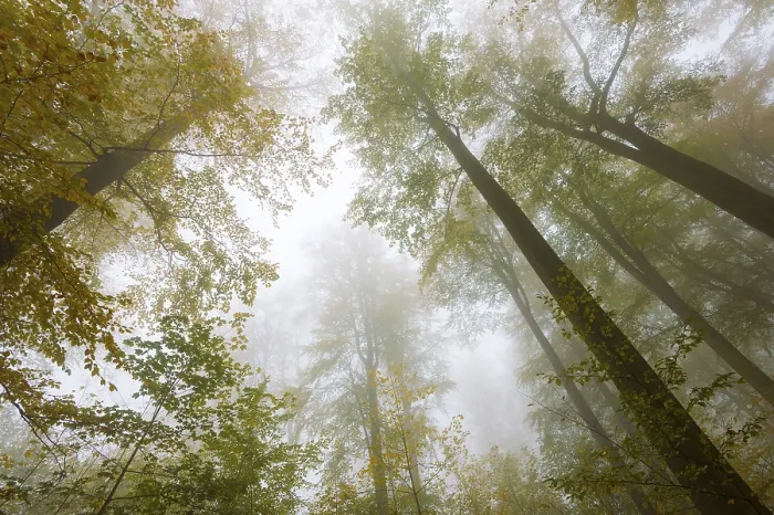 Framed Print : Autumn colours, trees in the fog