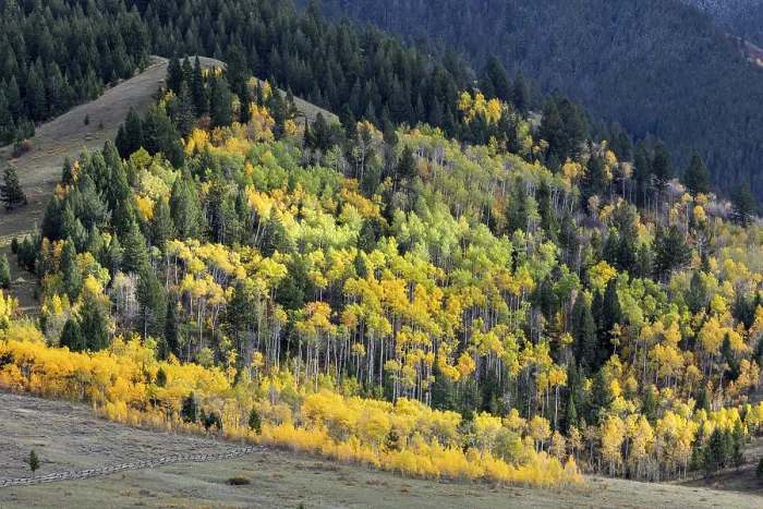 Framed Print : Autumn Colours in Wyoming Framed Print : Autumn Colours in Wyoming