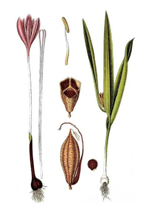 Framed Print : Autumn crocus, Meadow saffron (Colchicum autumnale)