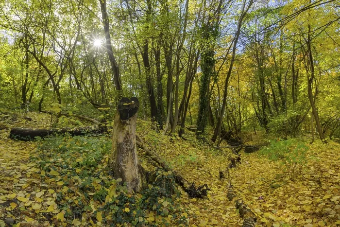 Framed Print : Autumn deciduous forest, Enzesfeld-Lindabrunn