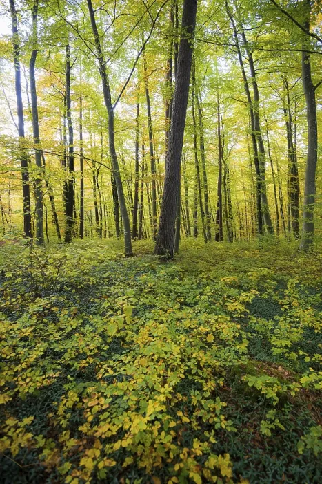 Framed Print : Autumn deciduous forest, TaubergieBen Nature Reserve