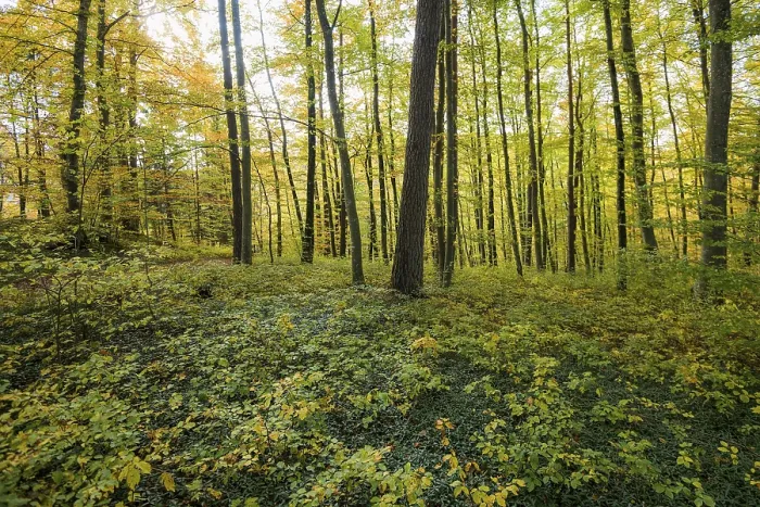 Framed Print : Autumn deciduous forest, TaubergieBen Nature Reserve