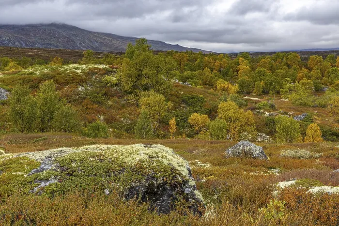 Framed Print : Autumn on Dovrefjell, Innlandet, Norway Framed Print : Autumn on Dovrefjell, Innlandet, Norway