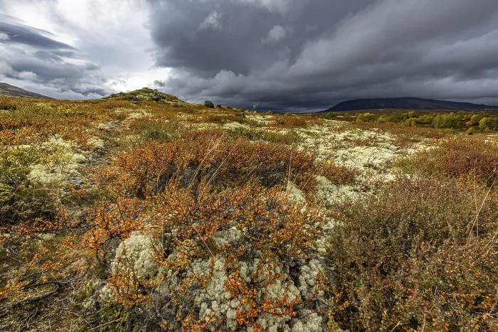 Framed Print : Autumn on Dovrefjell, Innlandet, Norway