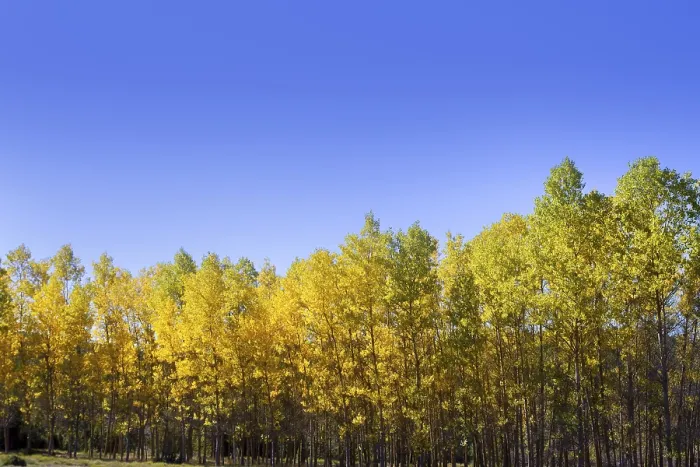 Framed Print : Autumn early fall forest with yellow poplar trees in a row Framed Print : Autumn early fall forest with yellow poplar trees in a row