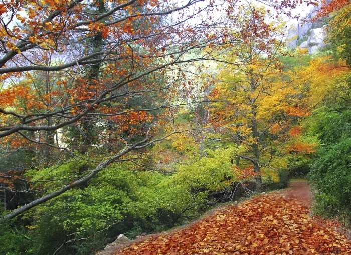 Framed Print : Autumn fall beech forest track yellow golden leaves scenics