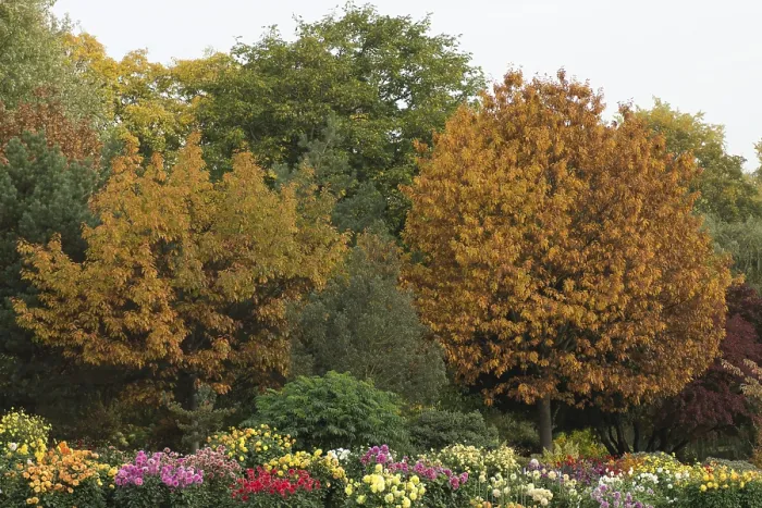 Framed Print : Autumn flowers and trees Framed Print : Autumn flowers and trees