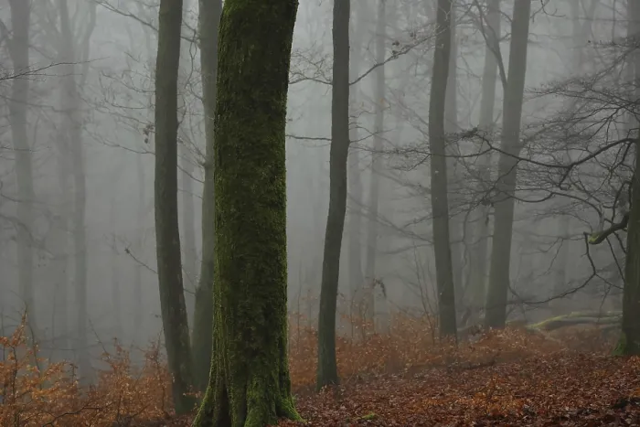 Framed Print : Autumn fog in beech forest, Burbach