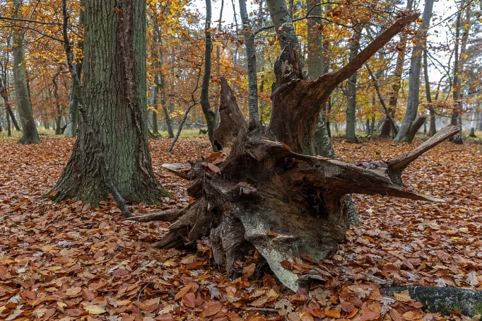 Framed Print : Autumn forest, autumn-colored trees