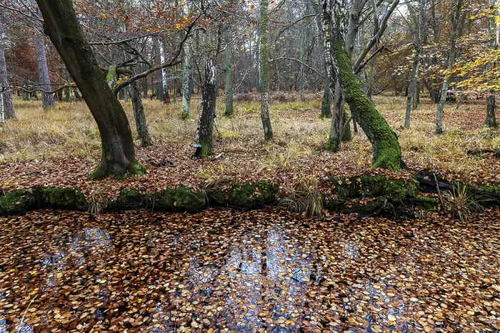 Framed Print : Autumn forest, autumn-colored trees