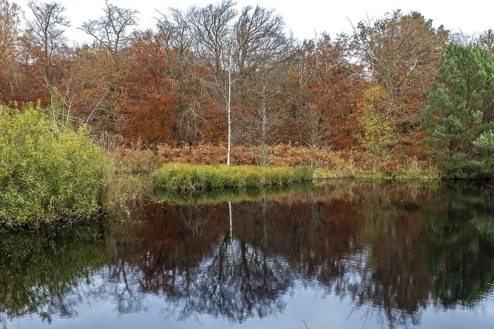 Framed Print : Autumn forest, autumn-colored trees reflected in the water
