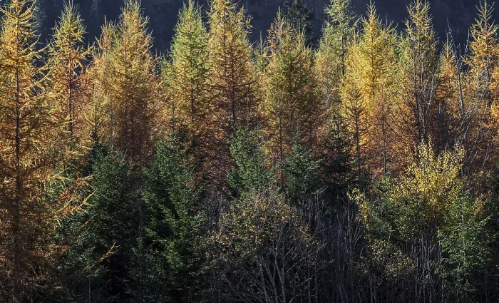Framed Print : Autumn forest, autumn-colored trees in Tannheim