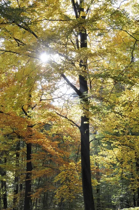 Framed Print : Autumn forest, autumn, tree, beech