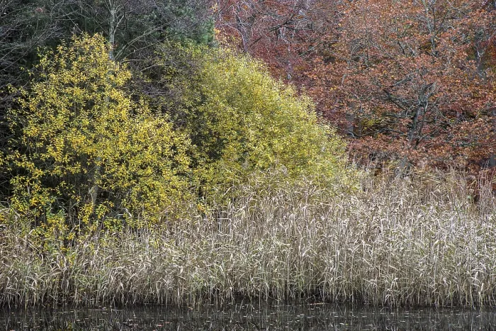Framed Print : Autumn forest, autumnal trees, reeds Framed Print : Autumn forest, autumnal trees, reeds
