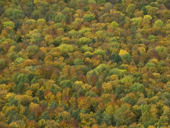 Framed Print : Autumn forest on the Bassgeige