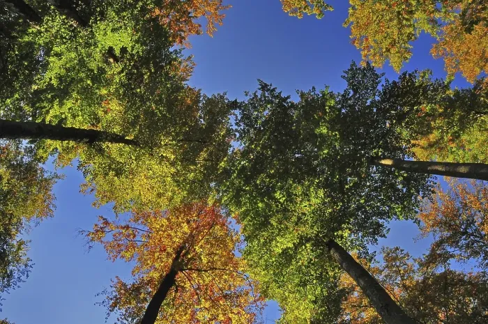Framed Print : Autumn forest from below, Westliche Waelder nature park Park