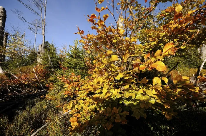 Framed Print : Autumn forest with close-up of colorful leaves and clear blue sky