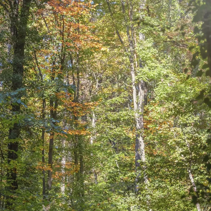 Framed Print : Autumn Forest Colorful Trees and Leafs