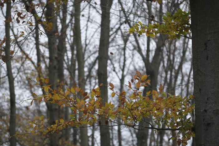 Framed Print : Autumn forest with copper beech (Fagus silvatica)