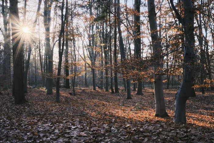 Framed Print : Autumn forest with copper beech (Fagus silvatica)