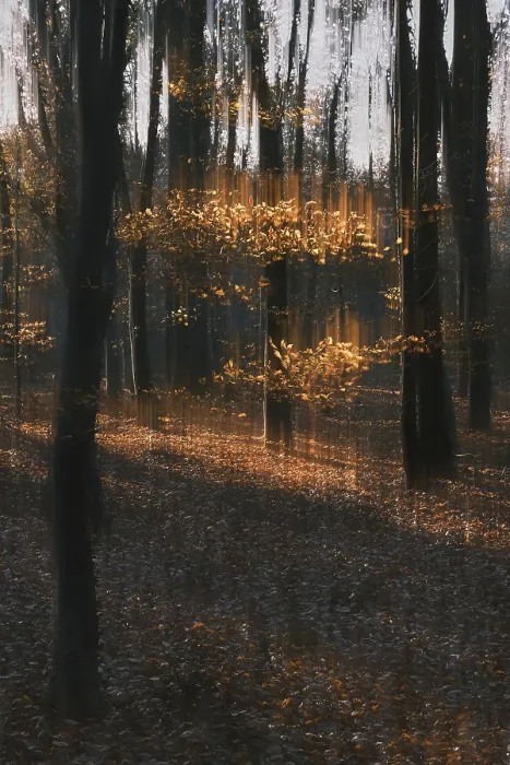 Framed Print : Autumn forest with copper beech (Fagus silvatica)
