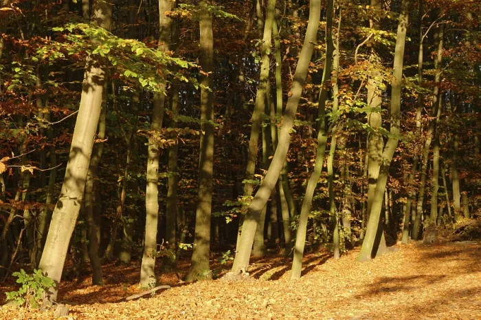 Framed Print : Autumn forest with copper beech (Fagus silvatica)
