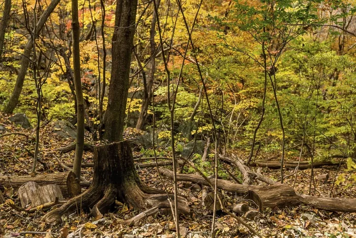 Framed Print : Autumn forest with a dead tree trunk and scattered fallen leaves Framed Print : Autumn forest with a dead tree trunk and scattered fallen leaves