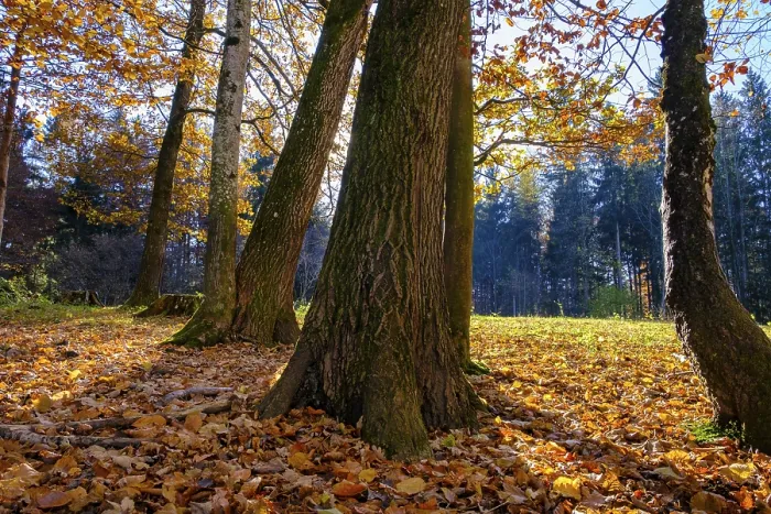 Framed Print : Autumn, forest, deciduous forest Framed Print : Autumn, forest, deciduous forest