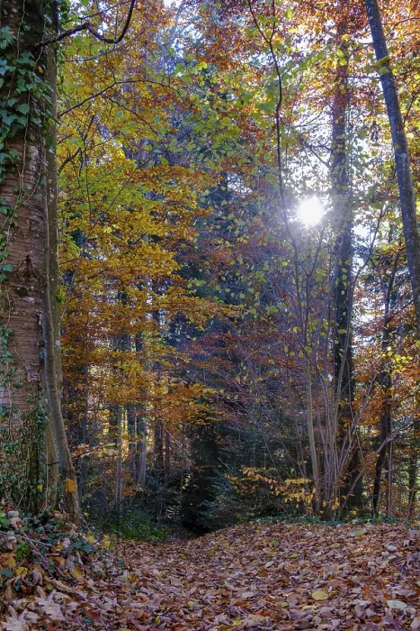 Framed Print : Autumn, forest, deciduous forest