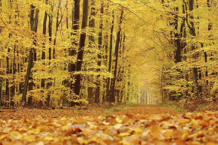 Framed Print : Autumn forest with forest path and golden leaf fall in Eppstein im Taunus Framed Print : Autumn forest with forest path and golden leaf fall in Eppstein im Taunus