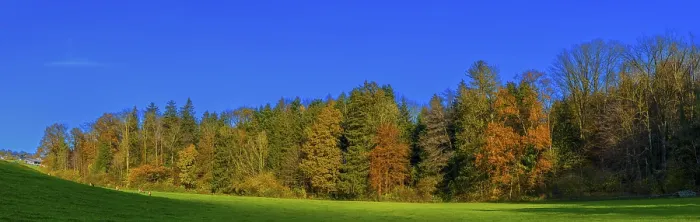 Framed Print : Autumn forest, Leimbach, Thurgau