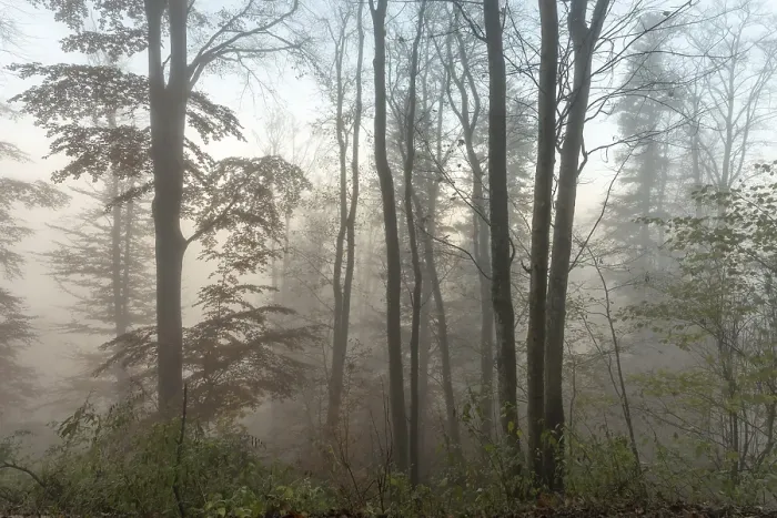 Framed Print : Autumn forest in the mist. Bas-Rhin Framed Print : Autumn forest in the mist. Bas-Rhin