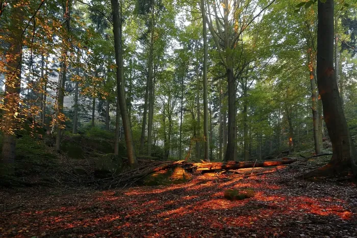 Framed Print : Autumn forest in the morning light