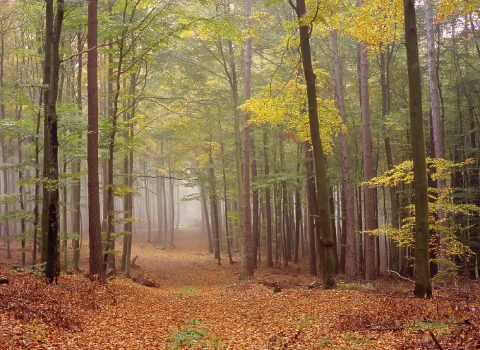 Framed Print : Autumn forest in the morning mist