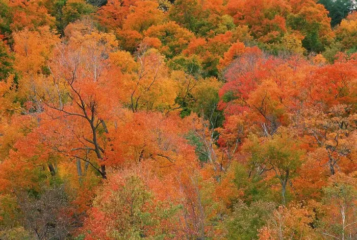 Framed Print : Autumn forest, New England, USA Framed Print : Autumn forest, New England, USA