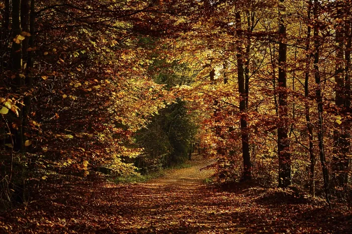 Framed Print : Autumn forest path with dense foliage creating a peaceful Framed Print : Autumn forest path with dense foliage creating a peaceful