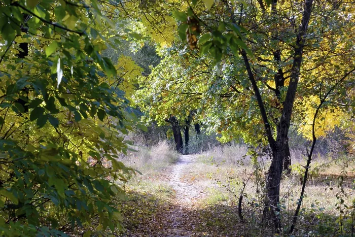 Framed Print : Autumn forest path between maple