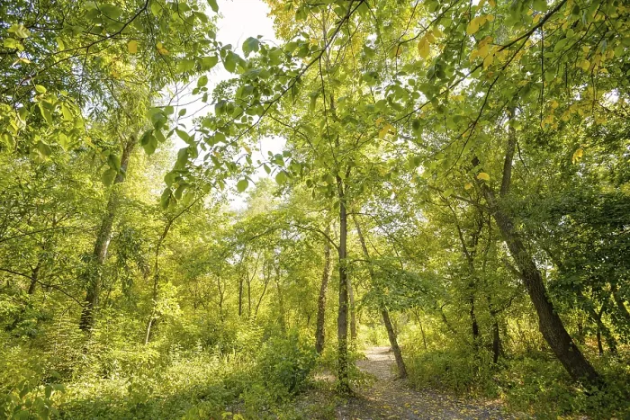 Framed Print : Autumn forest path between maple and poplar trees in a sunny day